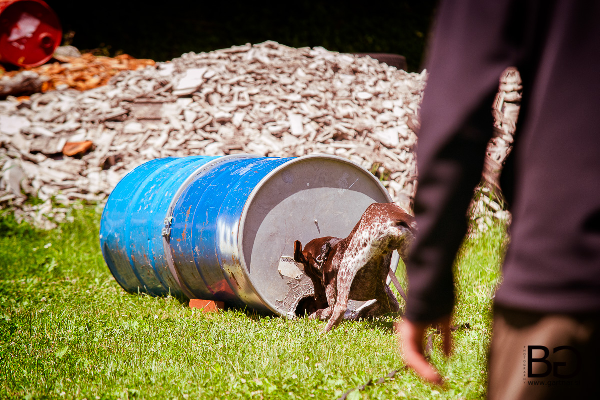 Seminar: Osnove dela reševalnega psa